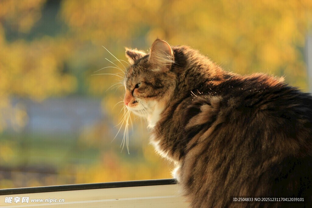 窗边猫咪眺望秋日美景