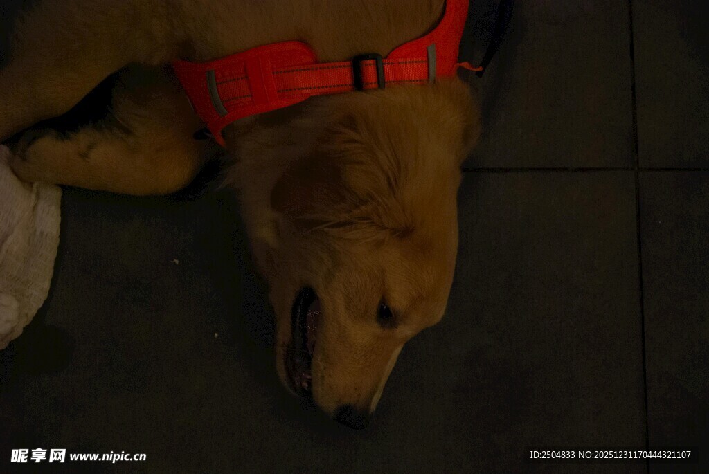 趴着休息的穿红衣金毛犬