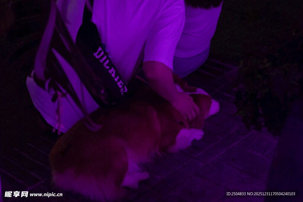 紫光下的神秘动物身影