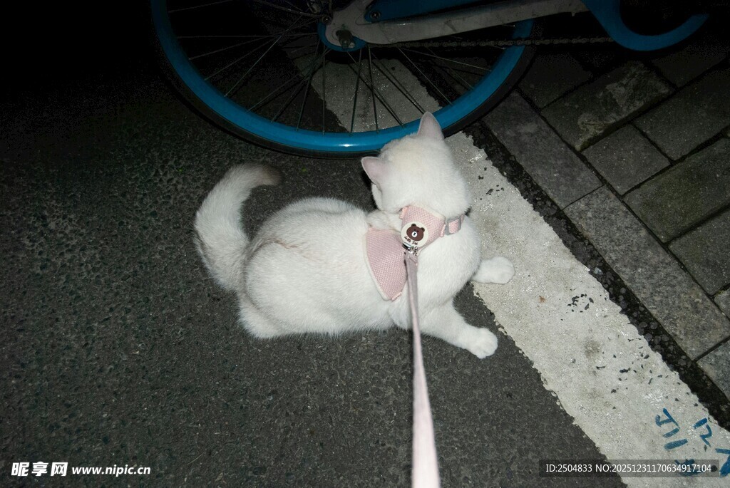 夜晚拴绳的可爱小白狗