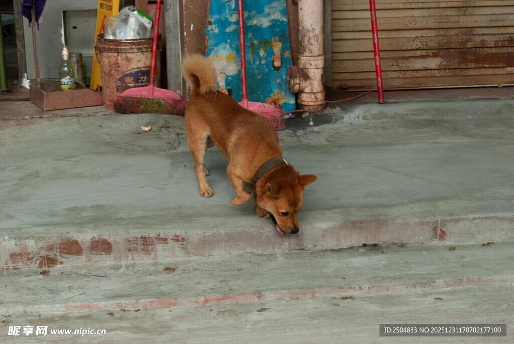 庭院中嗅地的棕色小狗
