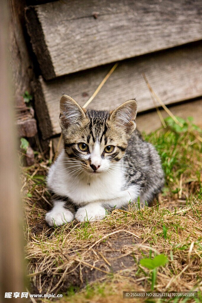 木旁草地中的可爱猫咪