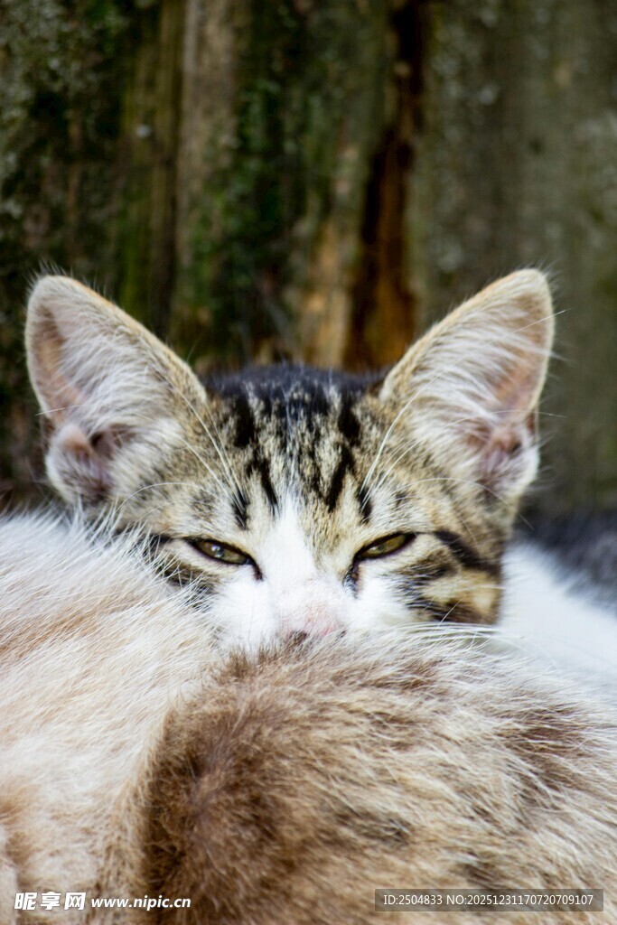 闭眼猫咪的惬意瞬间