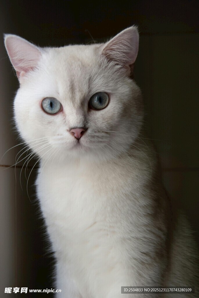 可爱白猫咪的特写
