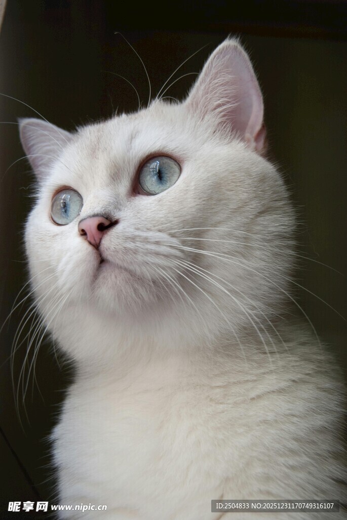 蓝眼白猫抬头凝望