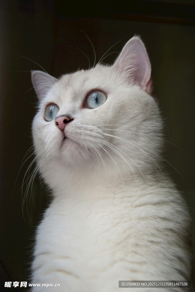 纯白猫咪仰头望