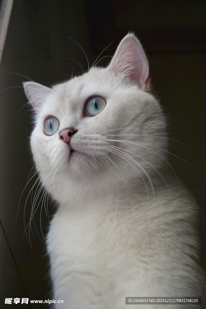 蓝眼白猫抬头望