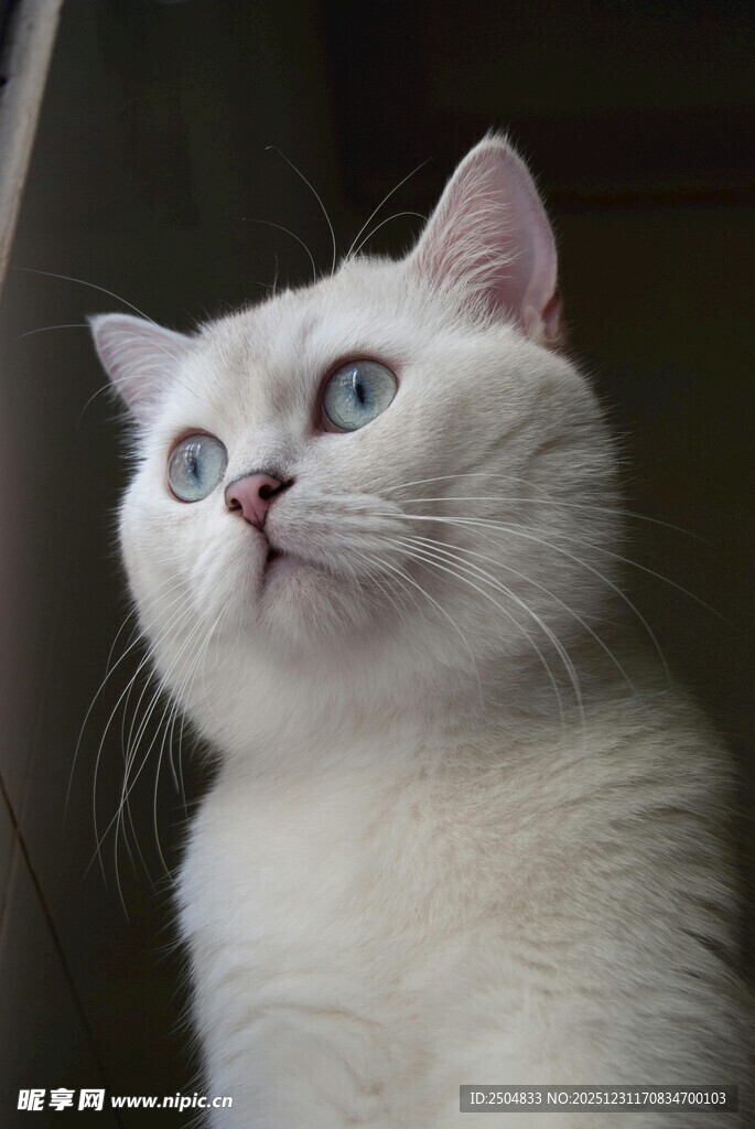 蓝眼白猫抬头凝望