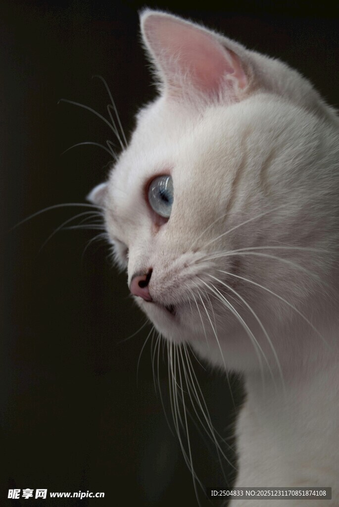 蓝眼白猫侧脸特写