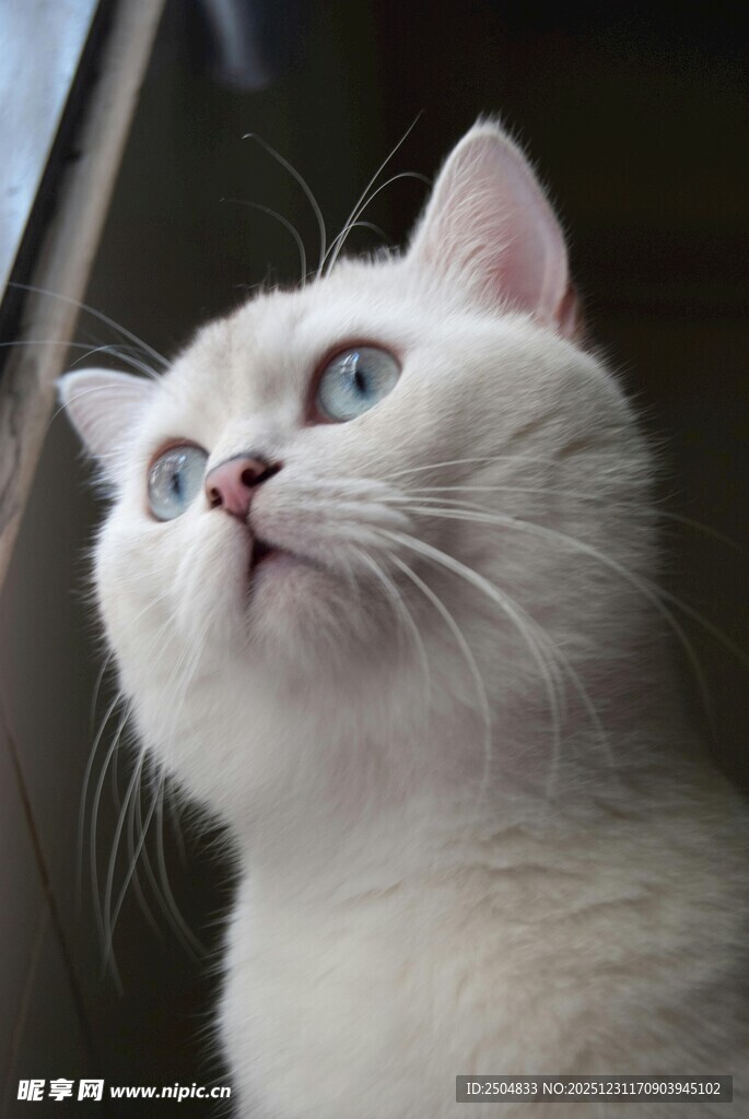 仰望的纯白猫咪