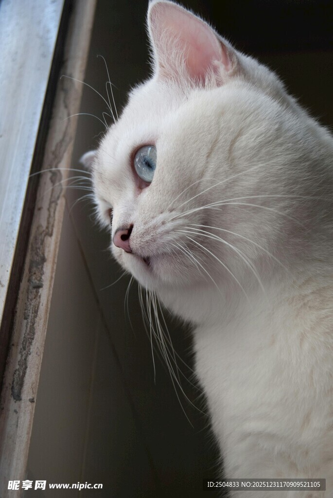 窗边的蓝眼白猫