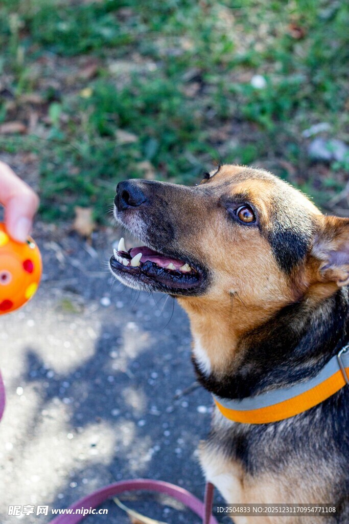 人与犬互动玩耍瞬间