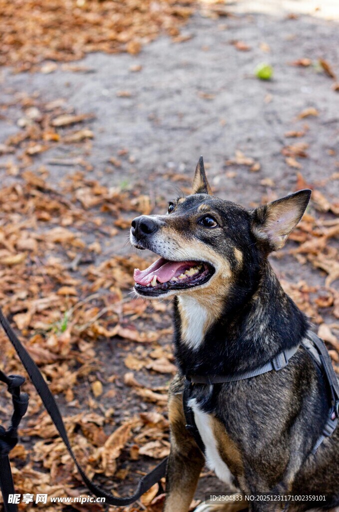 秋日里坐着的可爱狗狗