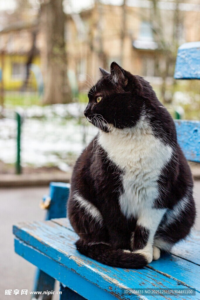 黑白猫咪坐蓝色长椅