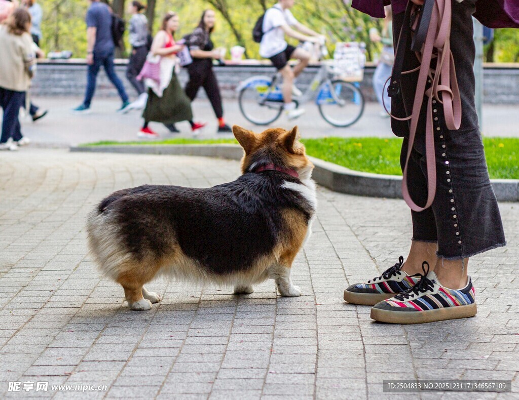 萌犬与主人街头互动