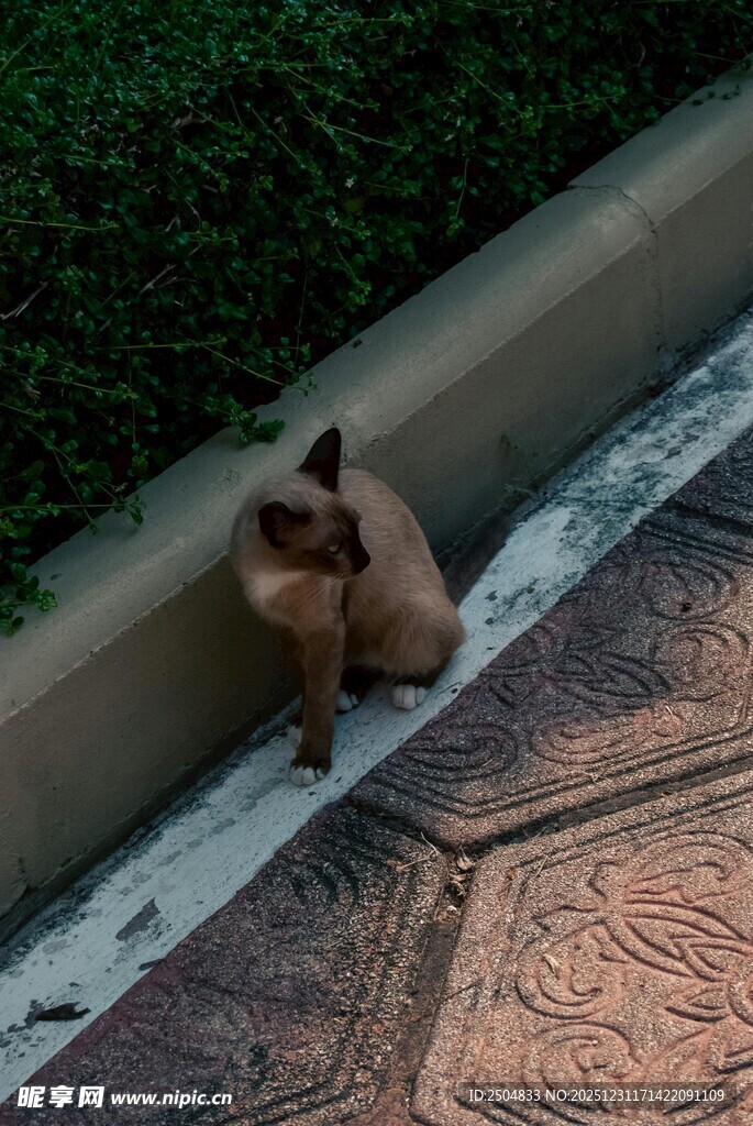 路边蜷缩的小猫