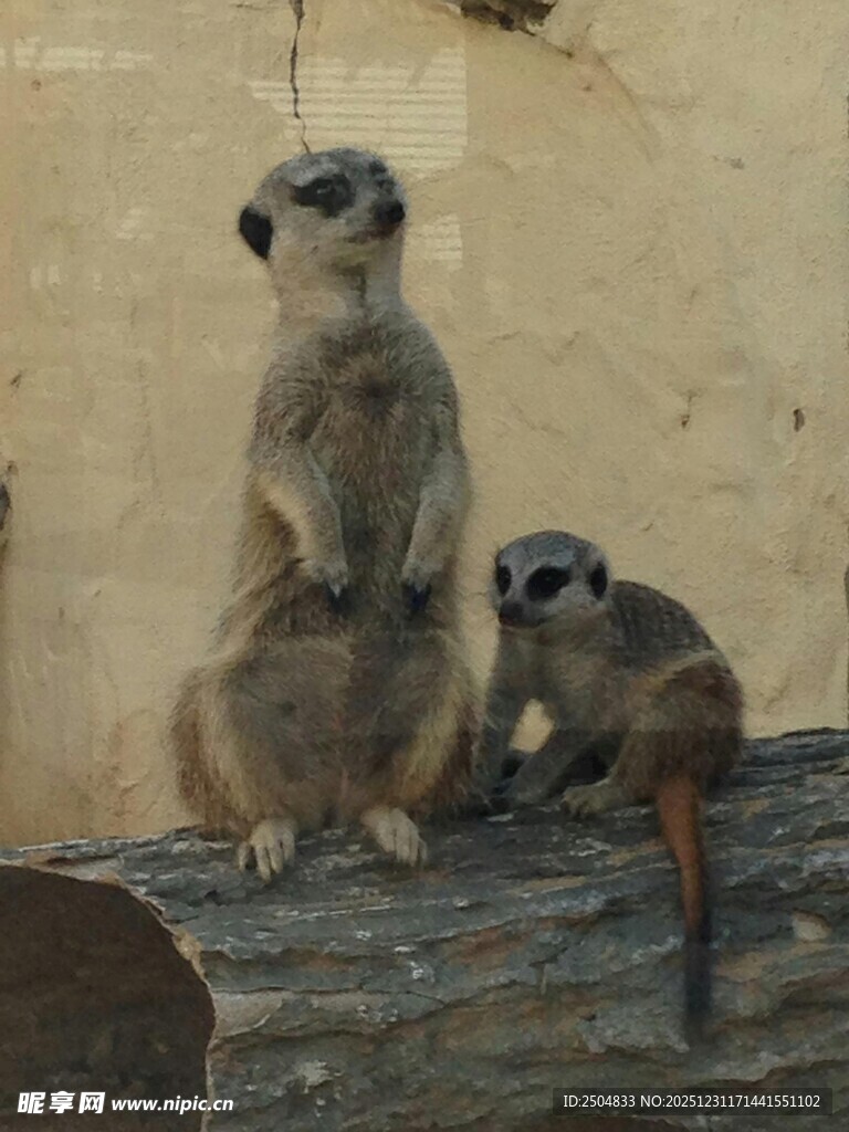两只狐獴站立在木头上