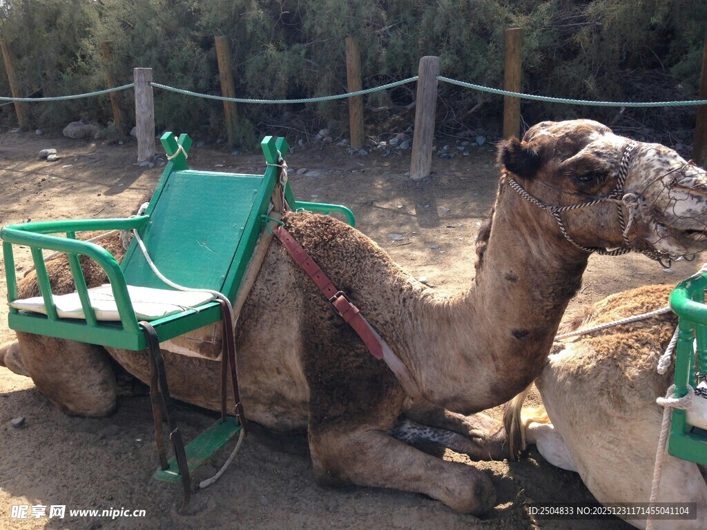 骆驼驮椅休憩