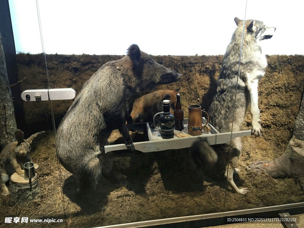 两只狼标本置于台面上