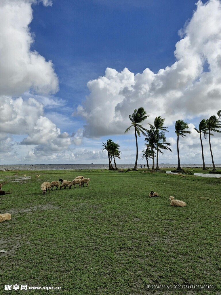 草原羊群与蓝天椰树景观