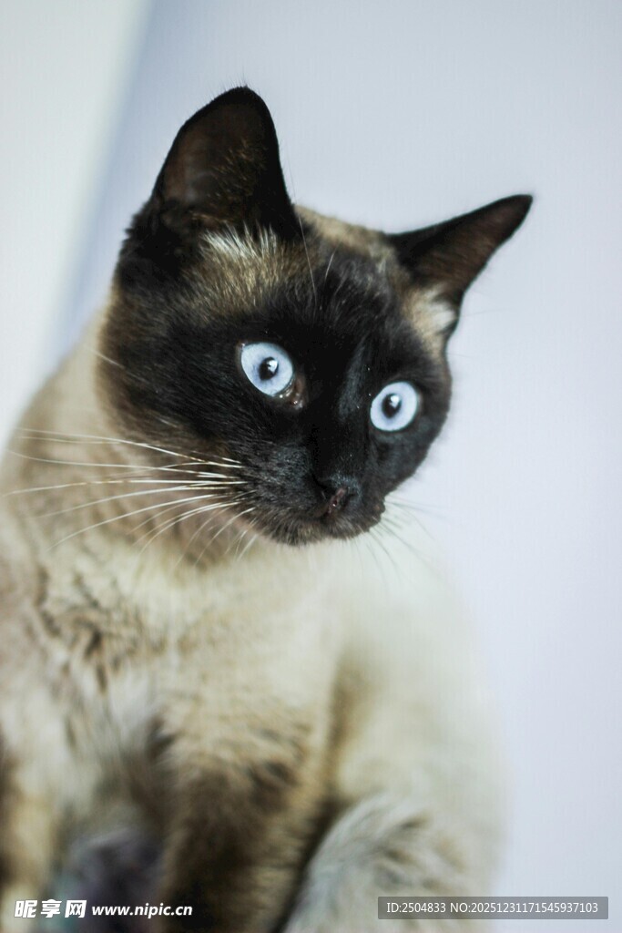 瞪大眼睛的暹罗猫