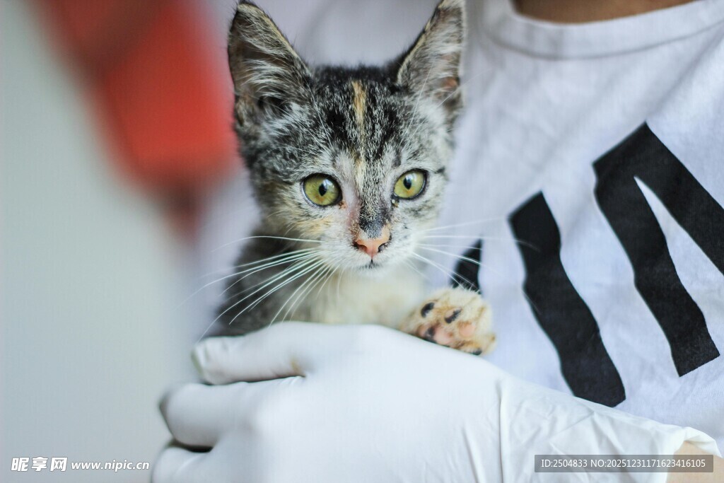 戴手套手捧可爱小猫咪