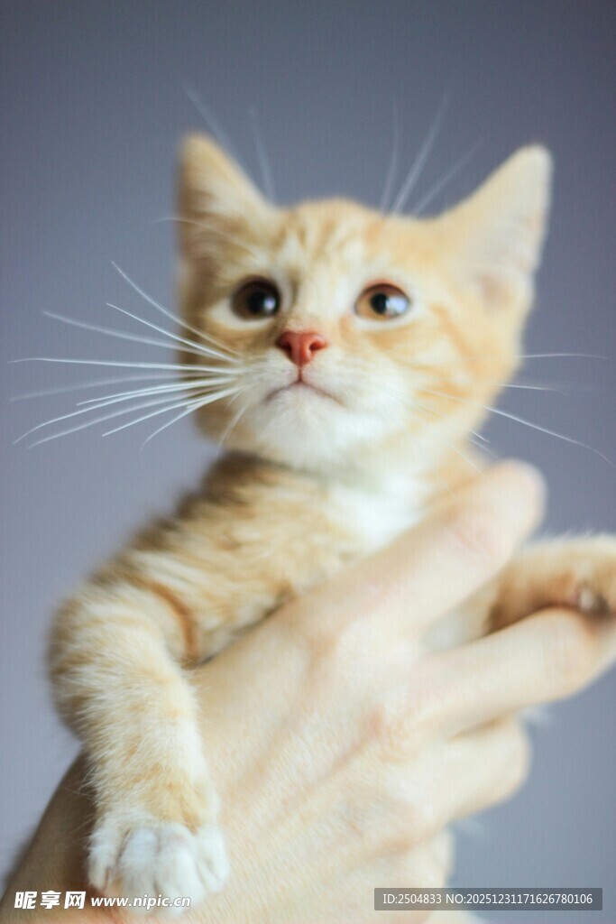 手托可爱小橘猫