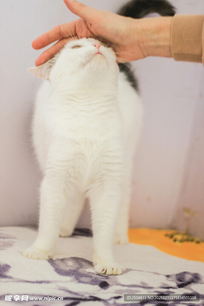猫咪仰头被温柔抚摸