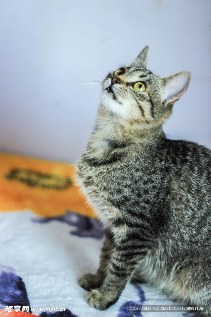 可爱狸花猫抬头望向上方