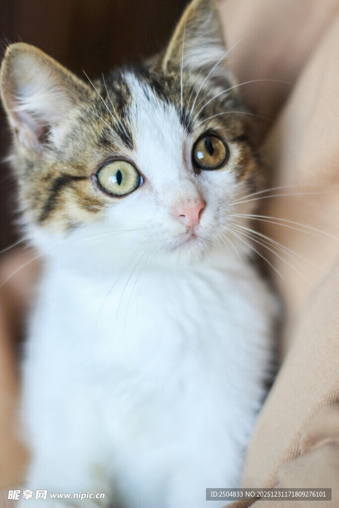 可爱小猫抬头望