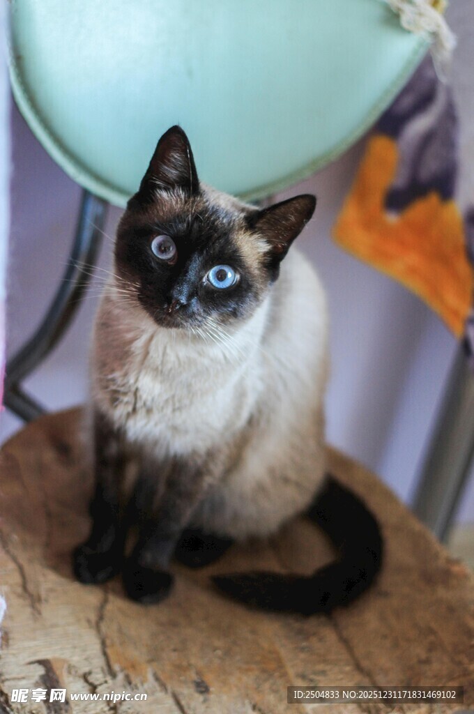 可爱暹罗猫端坐