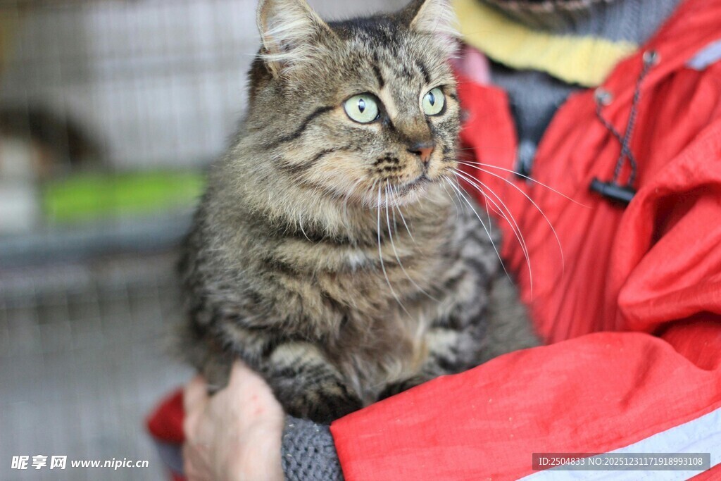 怀中长毛猫 模样惹人爱