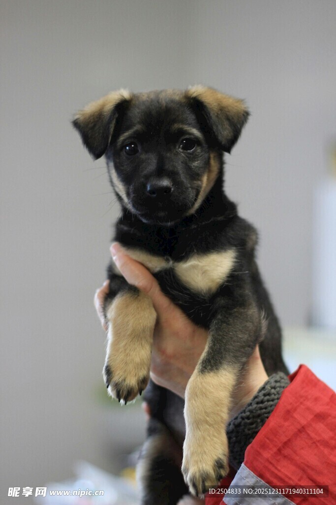 被捧起的可爱小奶狗