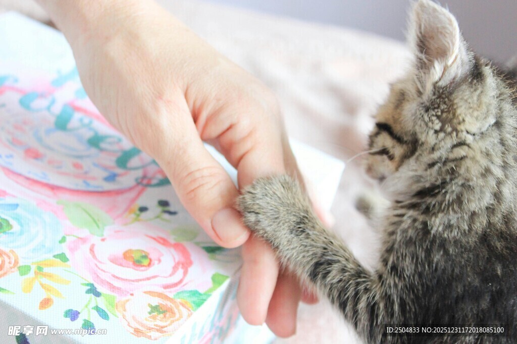 人与小猫温馨互动瞬间