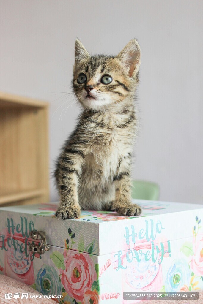 可爱小猫端坐彩色盒子上