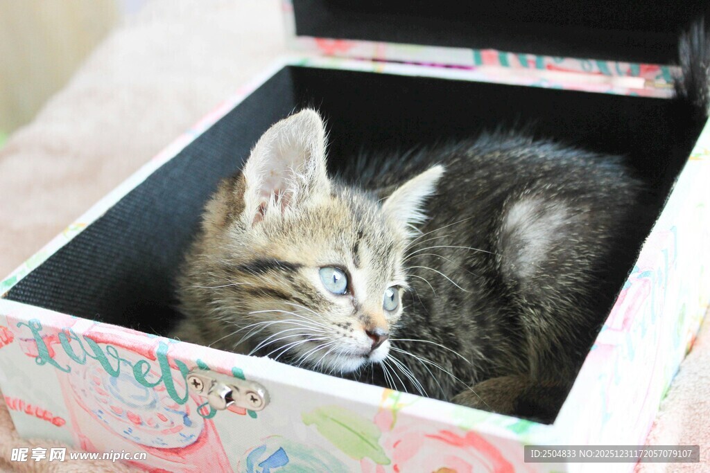 小猫惬意躺于花纹盒中