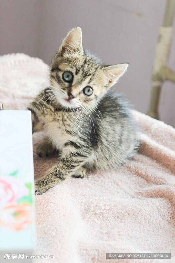 可爱小猫躺粉色毯子上