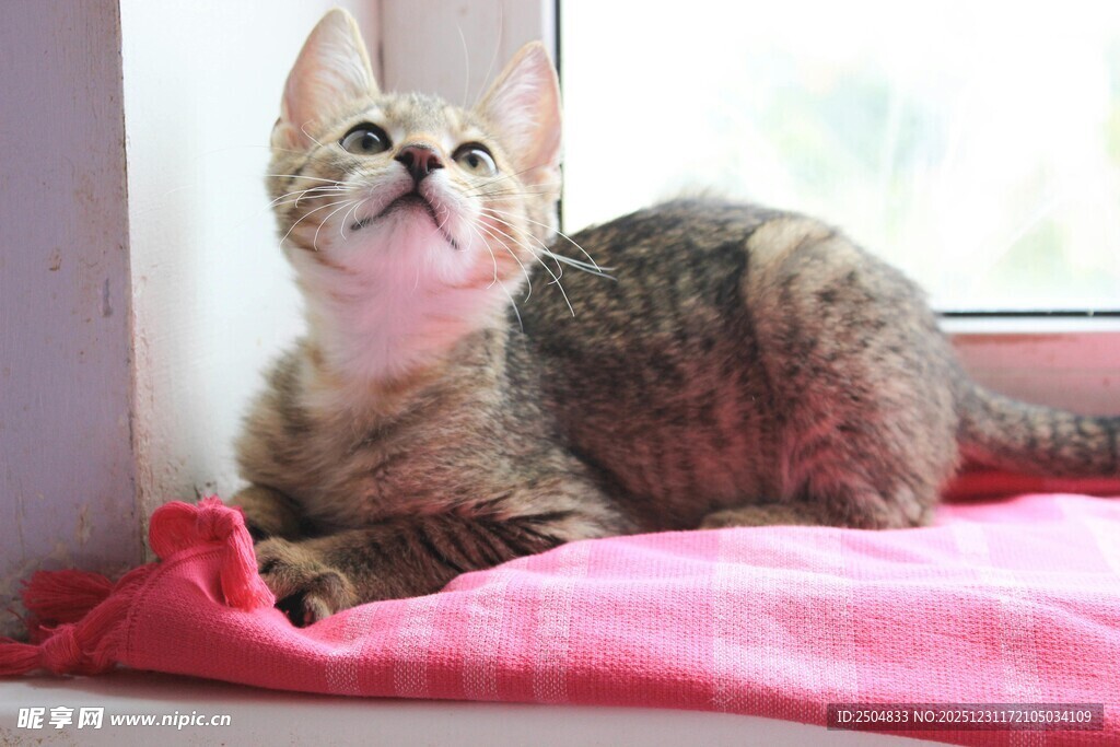 窗边小猫惬意躺粉色毯子