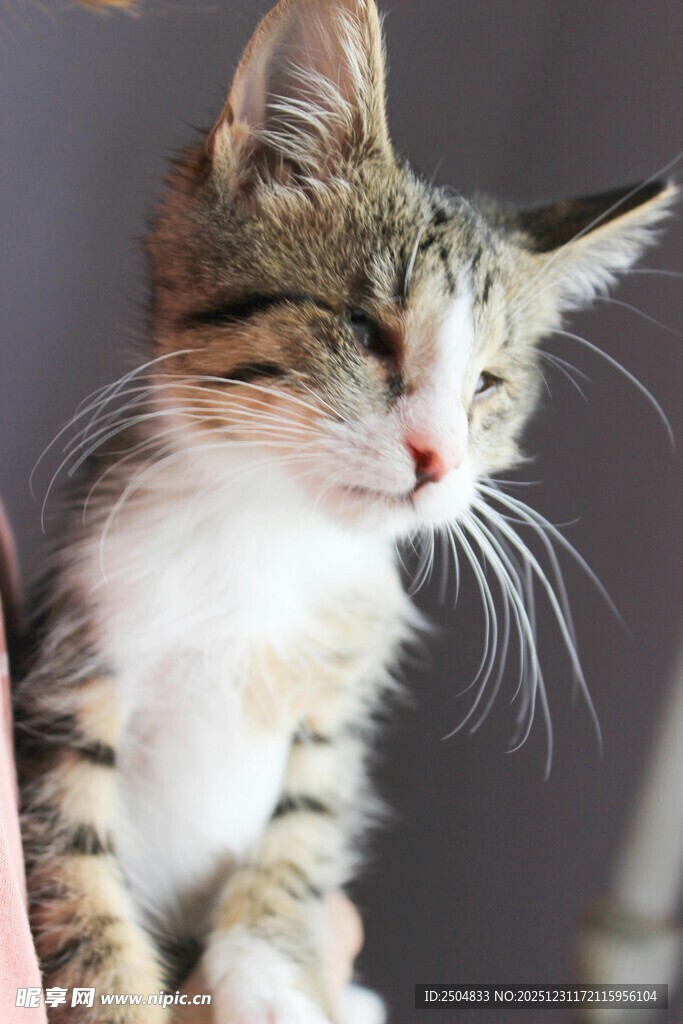 闭眼小猫的可爱瞬间