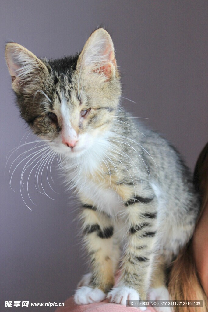 可爱条纹小猫被温柔托举