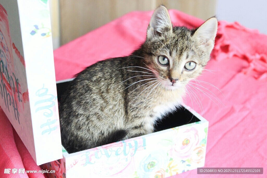 小猫栖身于粉色盒子中