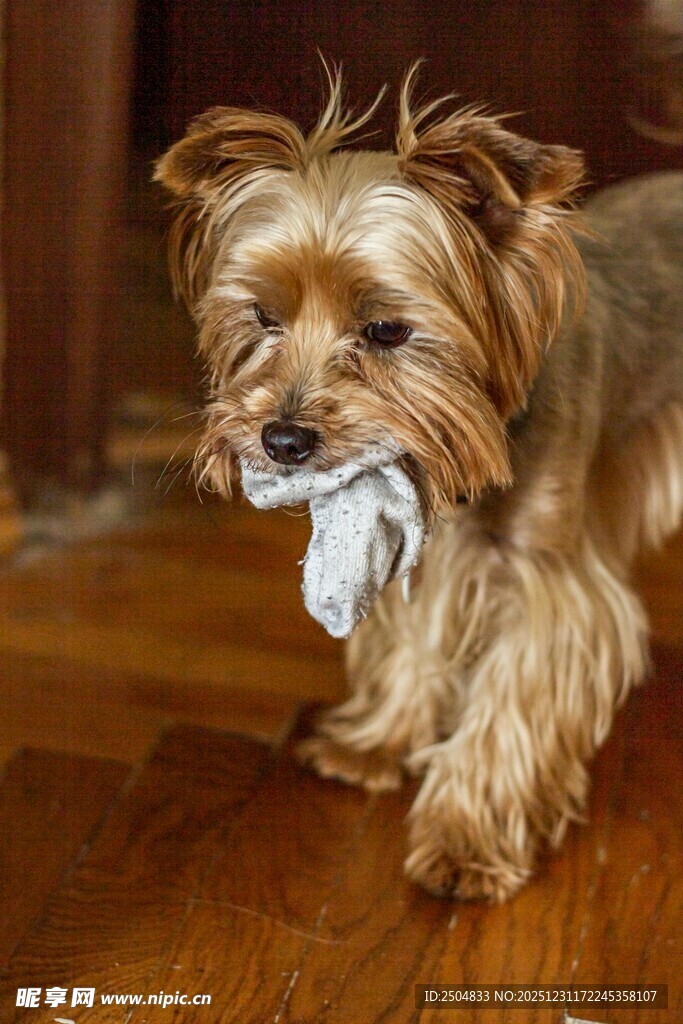 可爱约克夏犬叼着物品