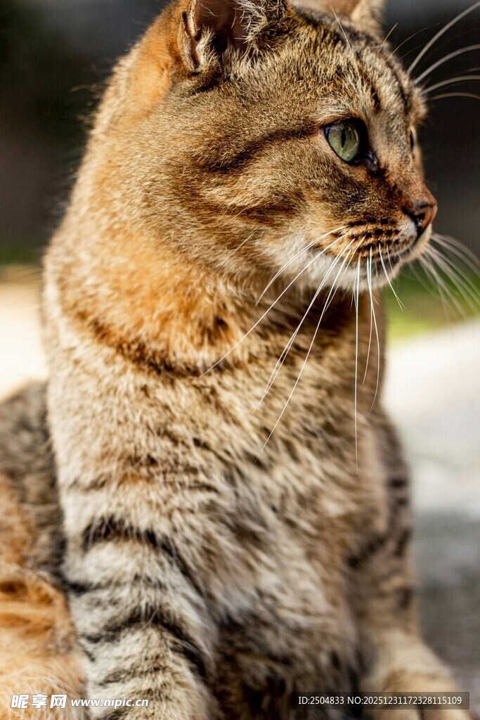 斑纹猫咪侧头凝视