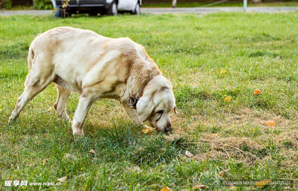 草地中嗅闻的老狗