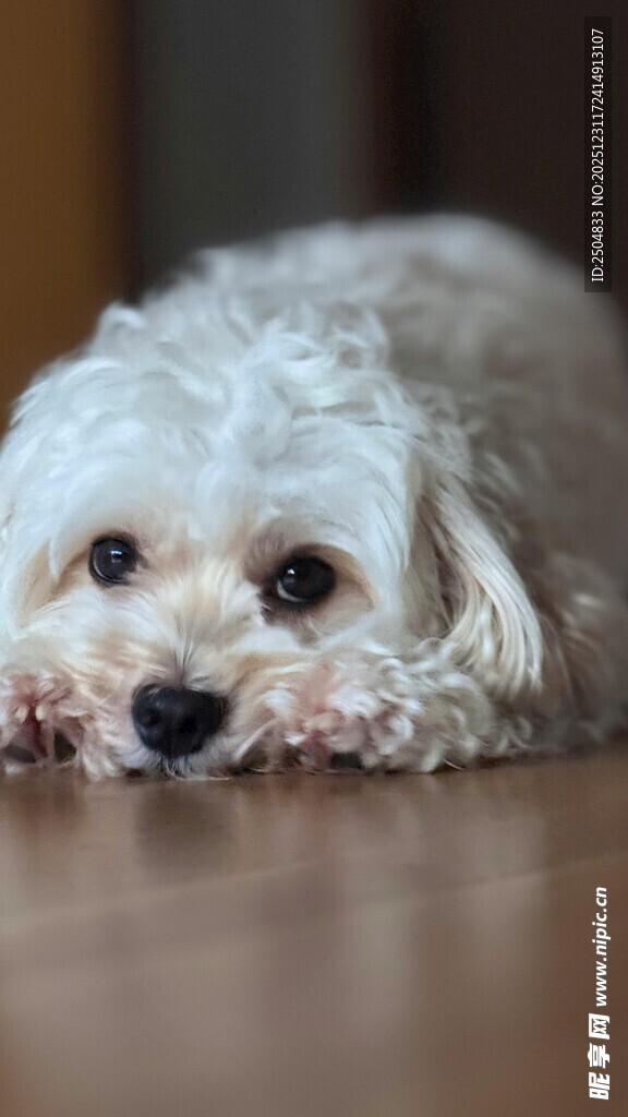 趴着的白色小狗