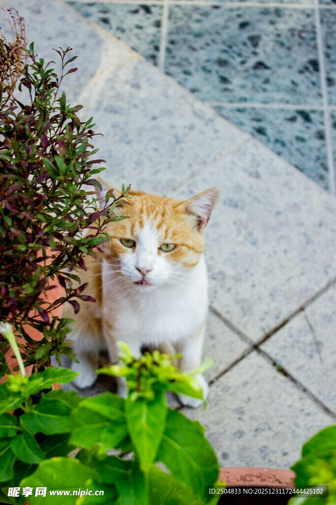 庭院中的可爱猫咪