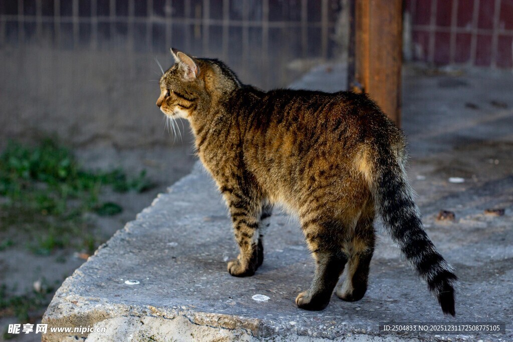 户外站立的花纹猫咪