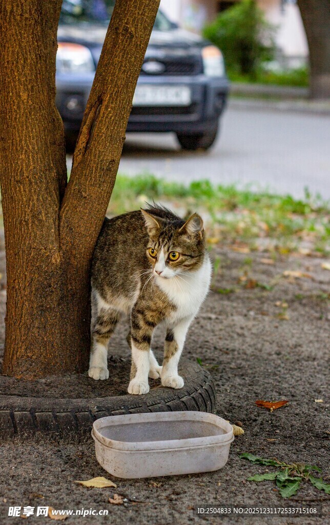 树下猫咪与食盆
