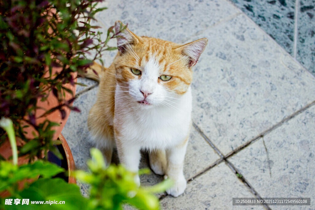 可爱花猫蹲坐于石砖上