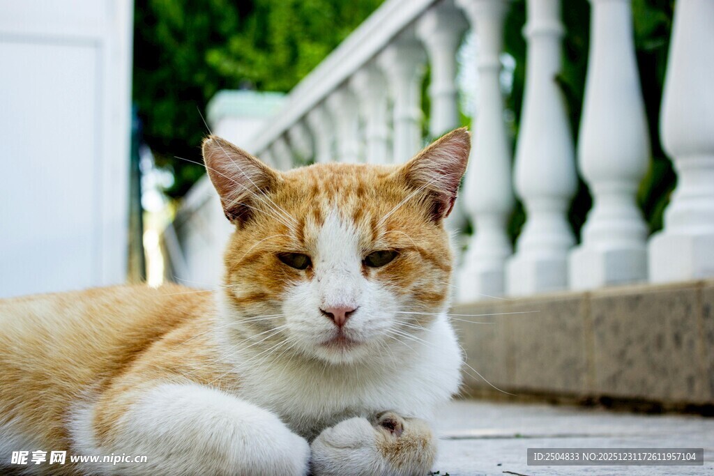 慵懒猫咪惬意趴于台阶